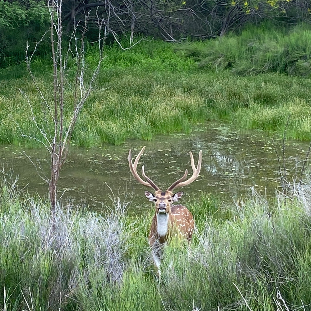 Lazy H Exotics Hunts