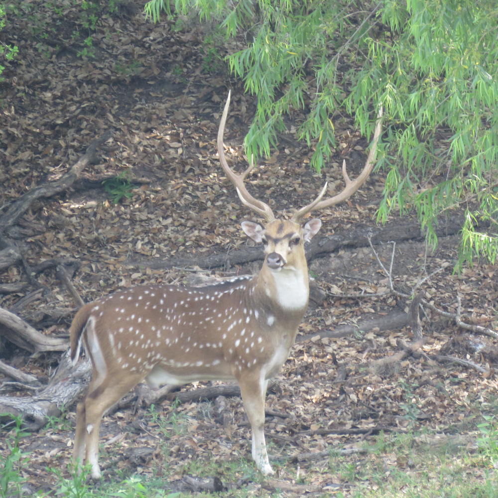 Lazy H Exotics Hunts