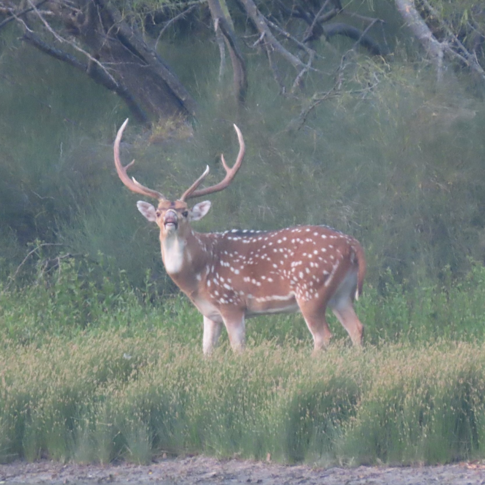 Lazy H Exotics Hunts