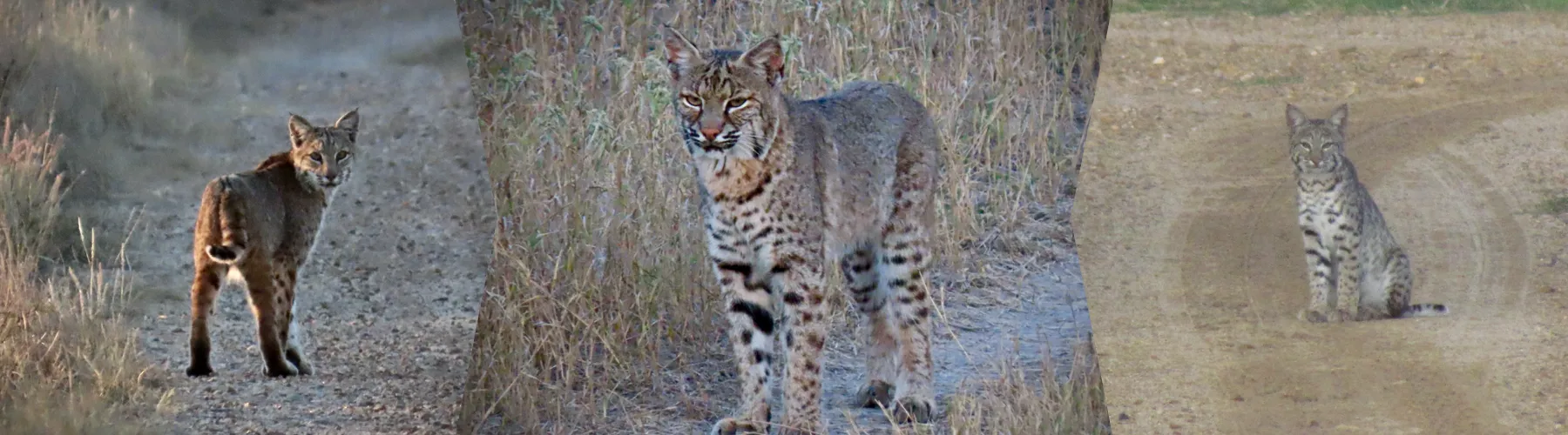 Lazy H Predators Hunts