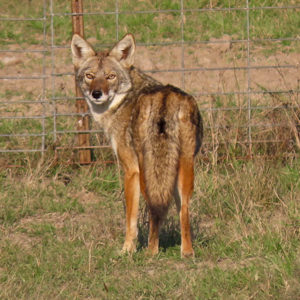 Lazy H Predators Hunts