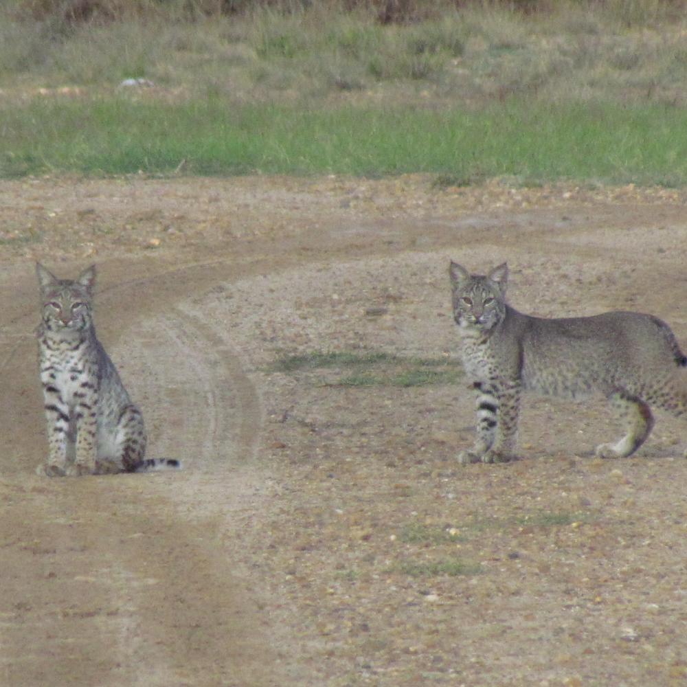 Lazy H Predators Hunts