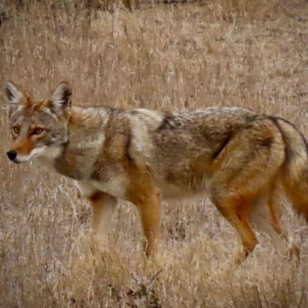 Lazy H Predators Hunts