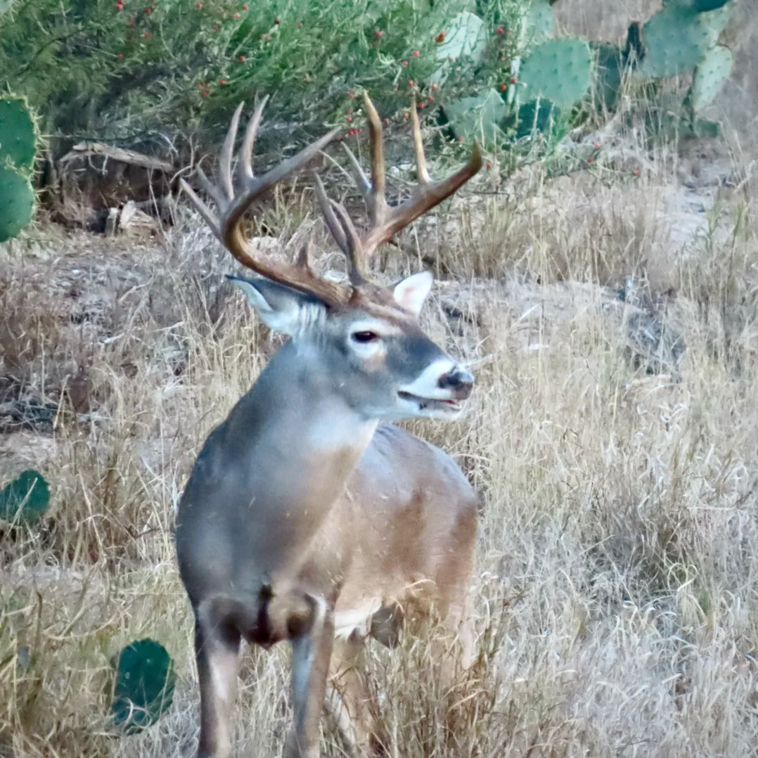 Whitetail buck pricing