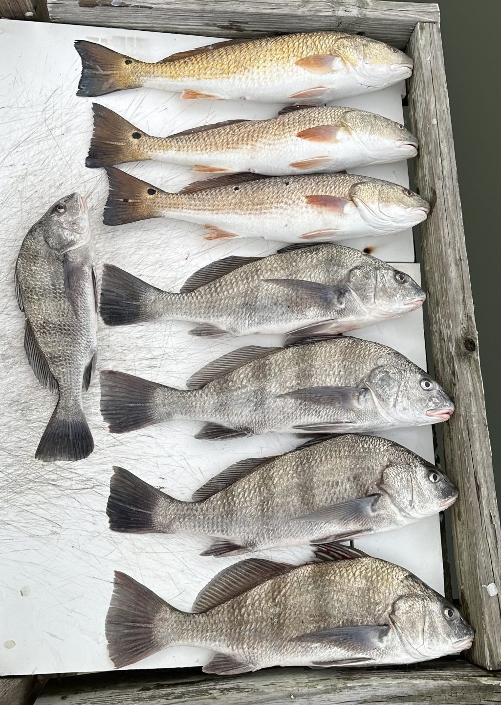 Lazy H Outfitters - Fishing