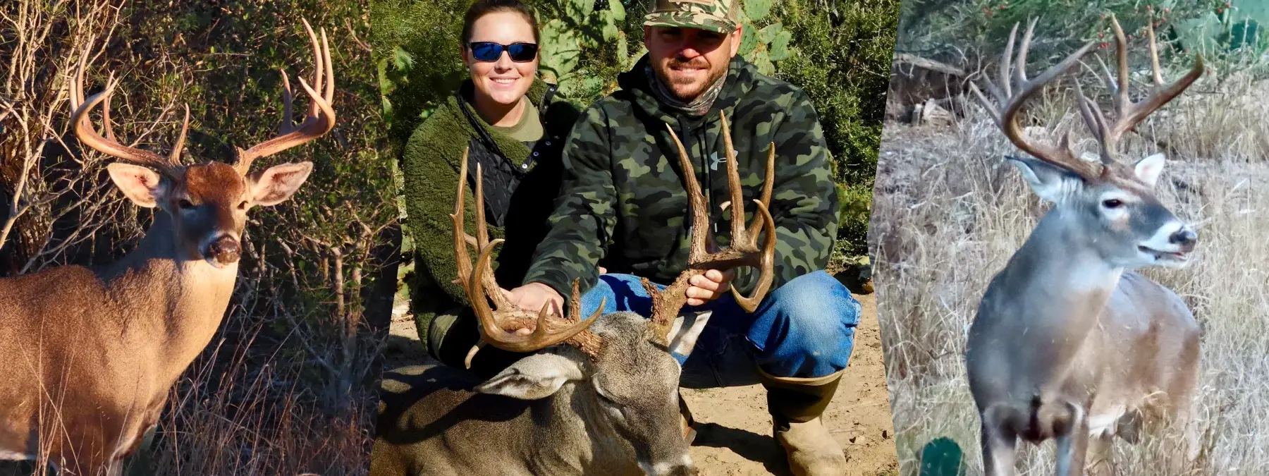 Whitetail Deer Hunting