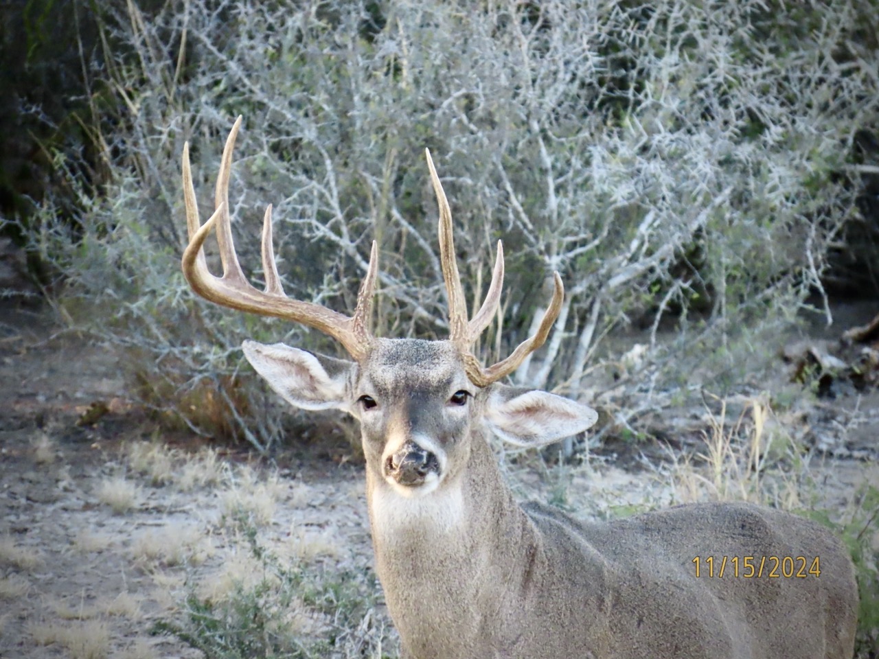 Lazy H Whitetail