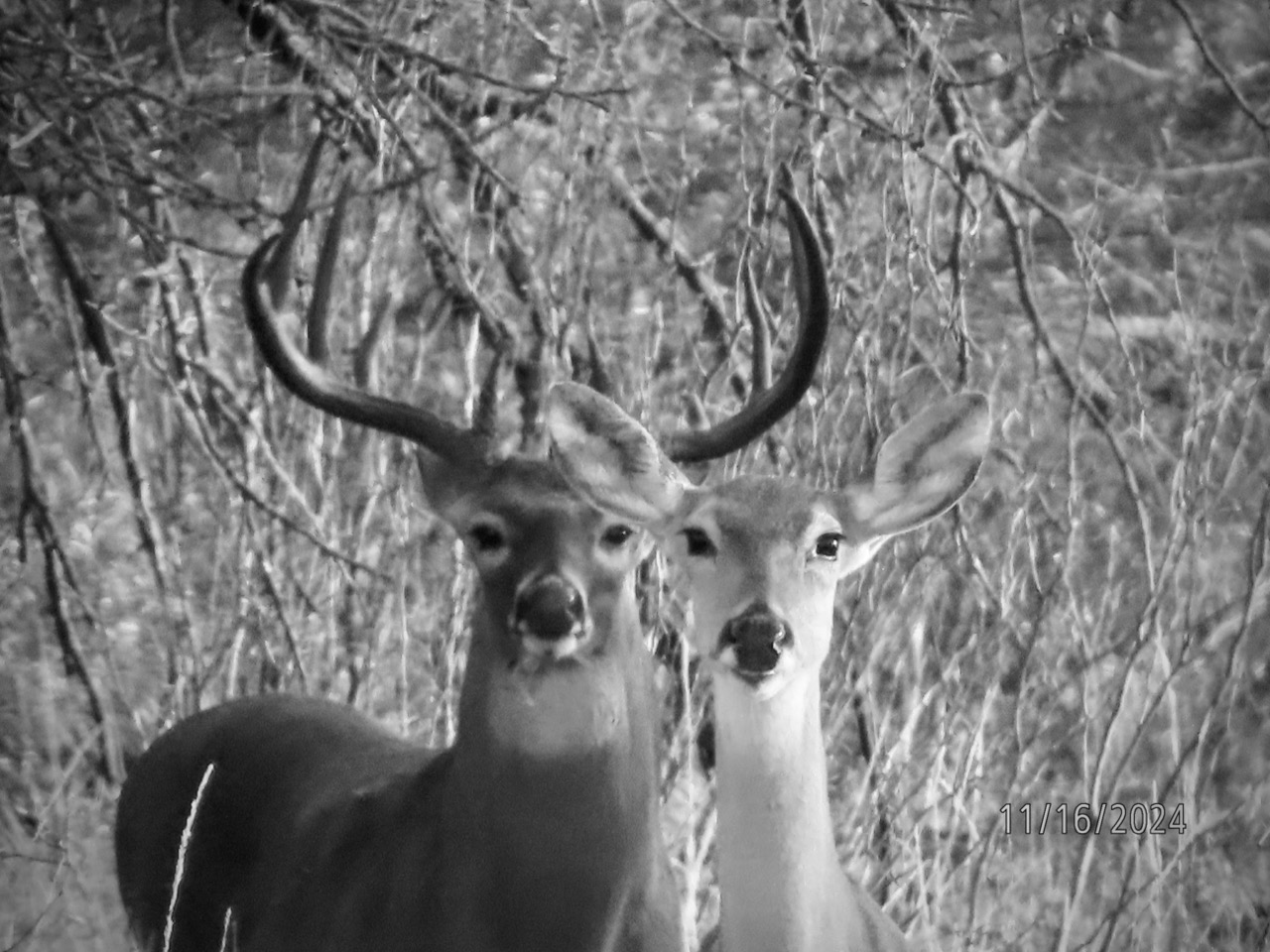 Lazy H Whitetail