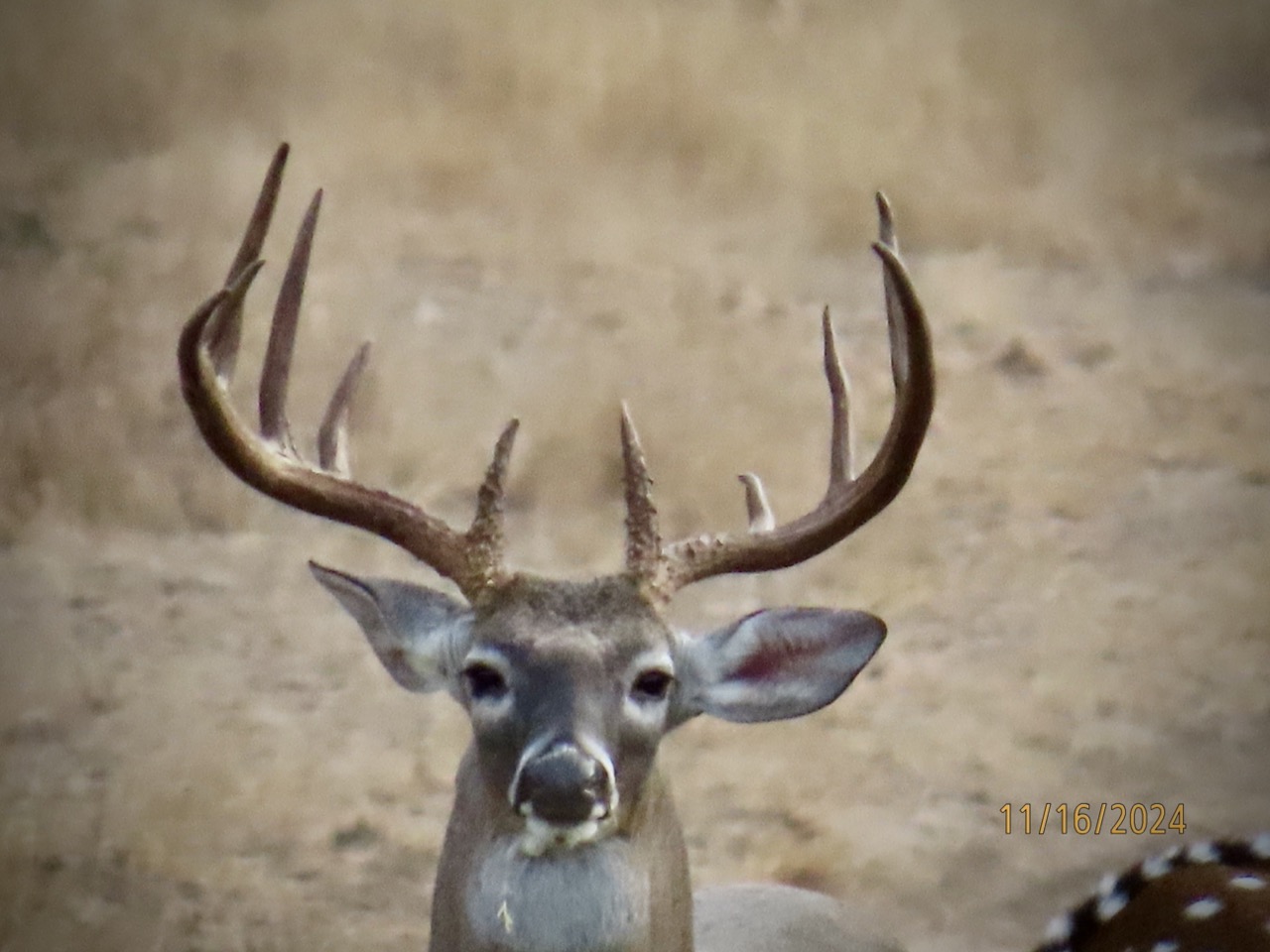 Lazy H Whitetail