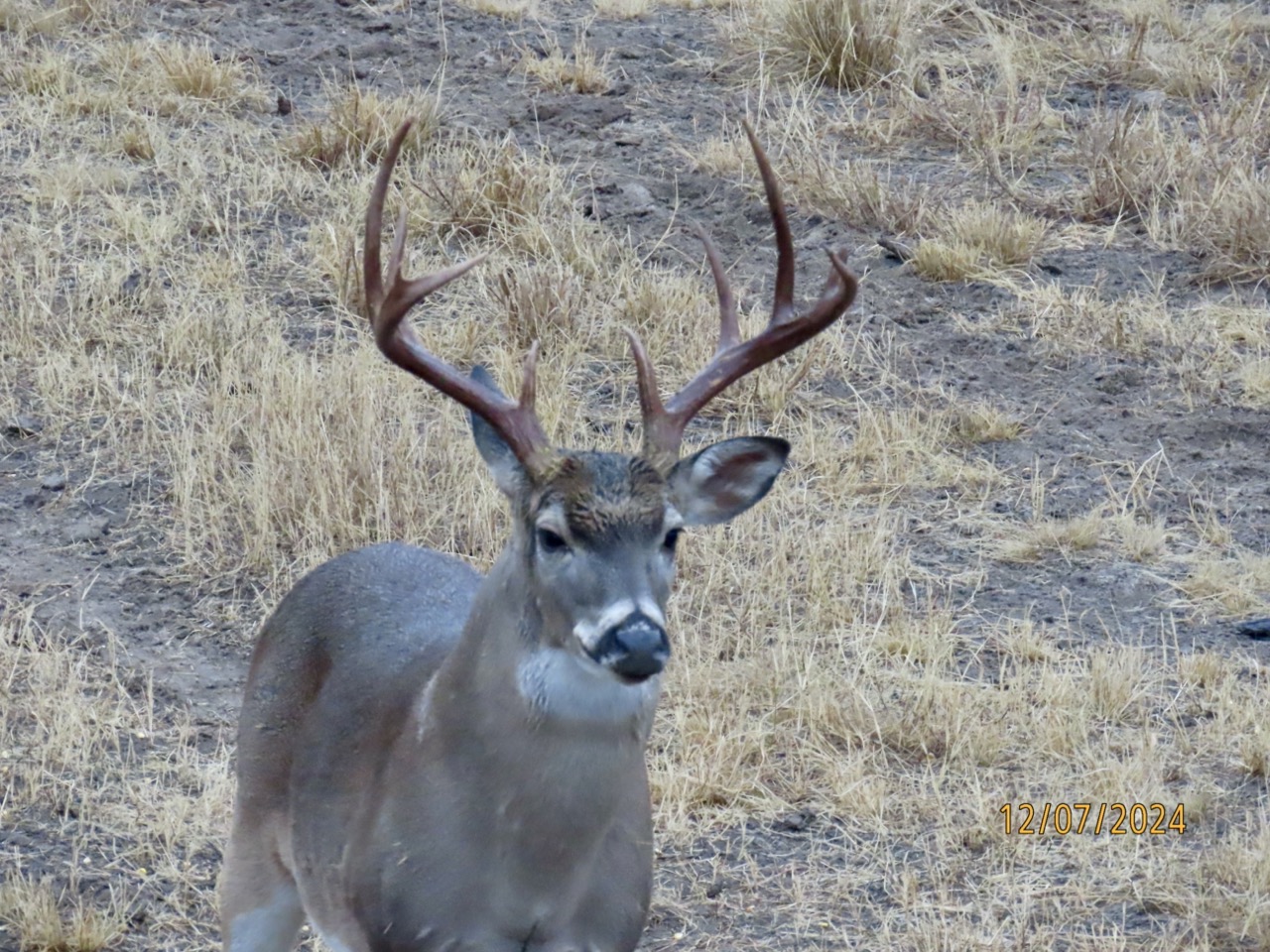 Lazy H Whitetail