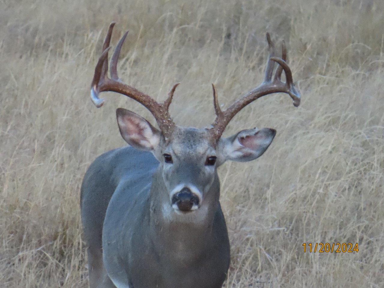 Lazy H Whitetail