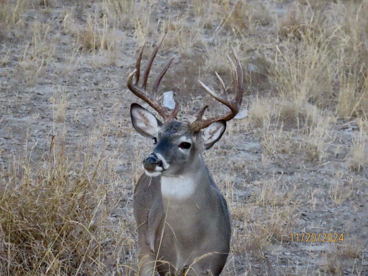 Lazy H Whitetail