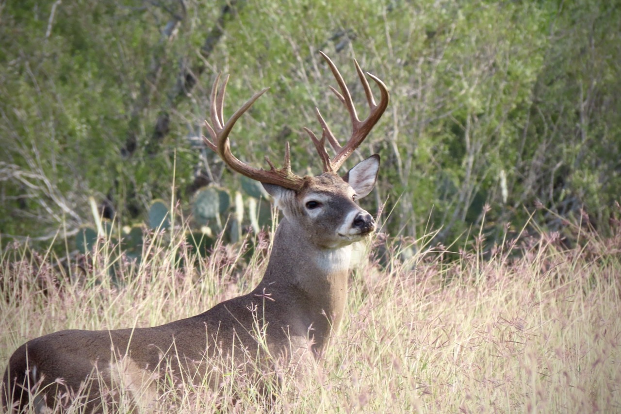 Lazy H Whitetail
