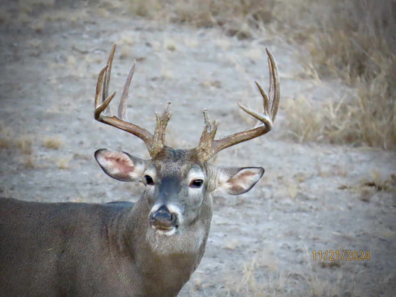 Lazy H Whitetail