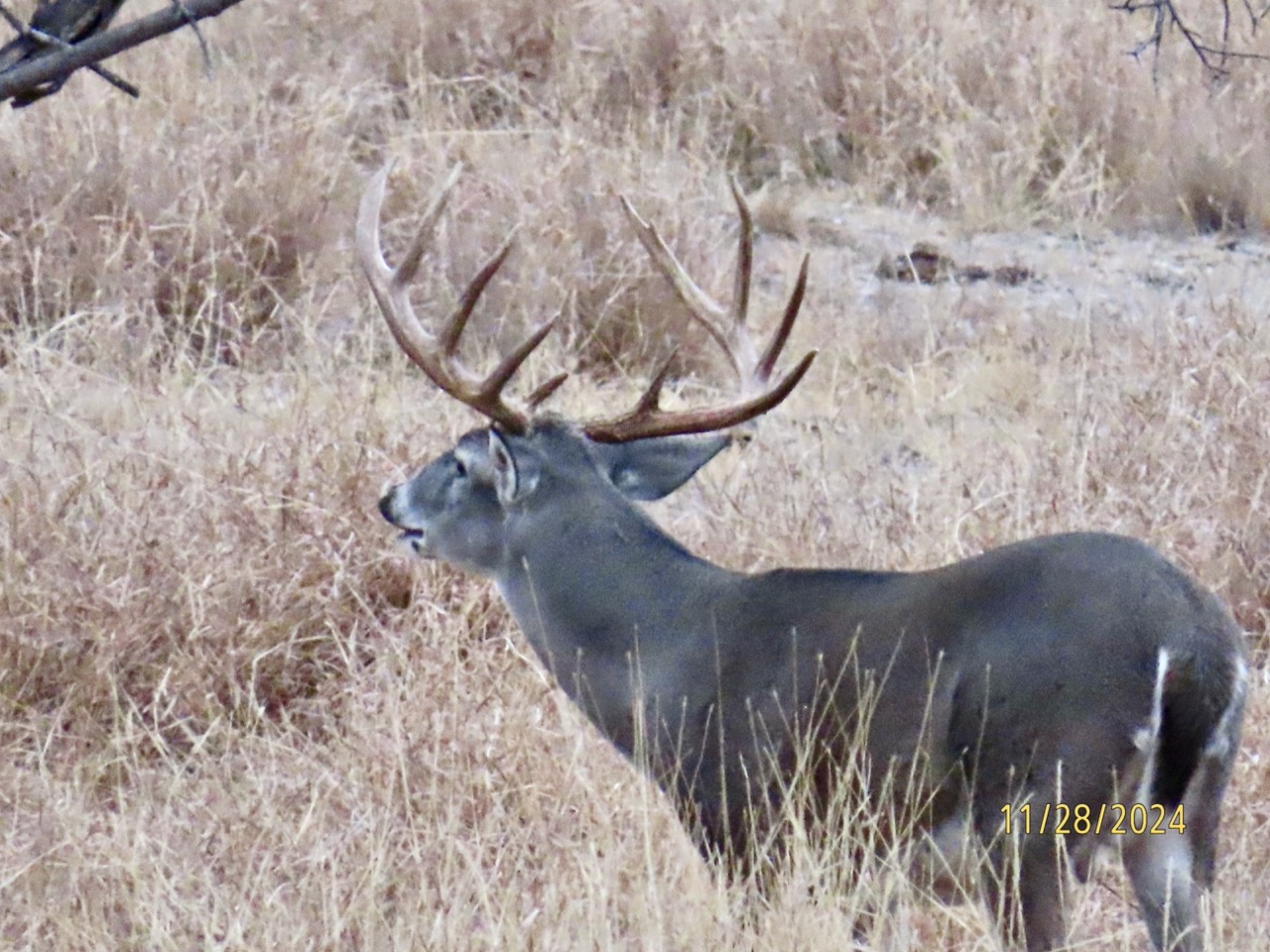 Lazy H Whitetail