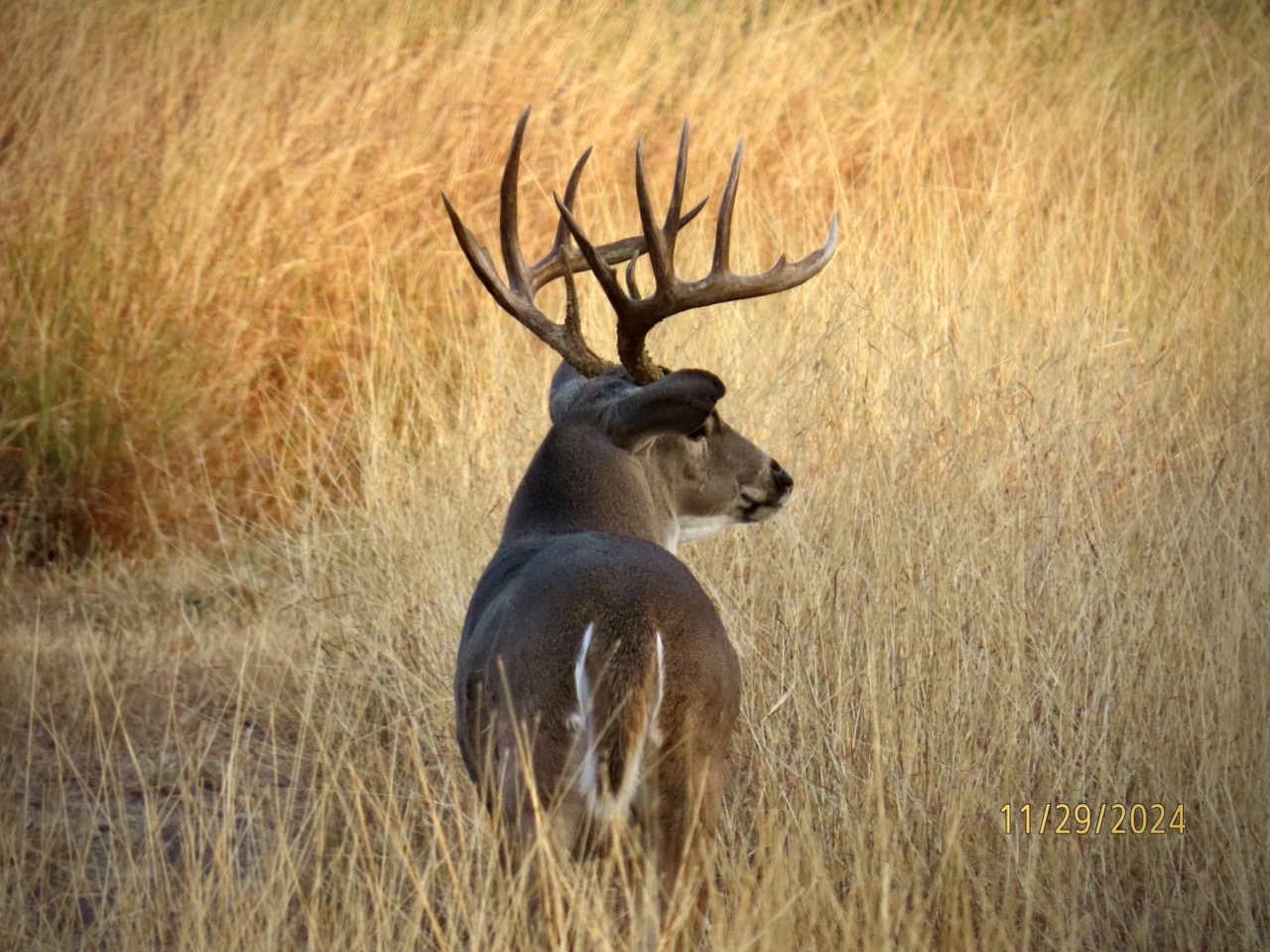 Lazy H Whitetail