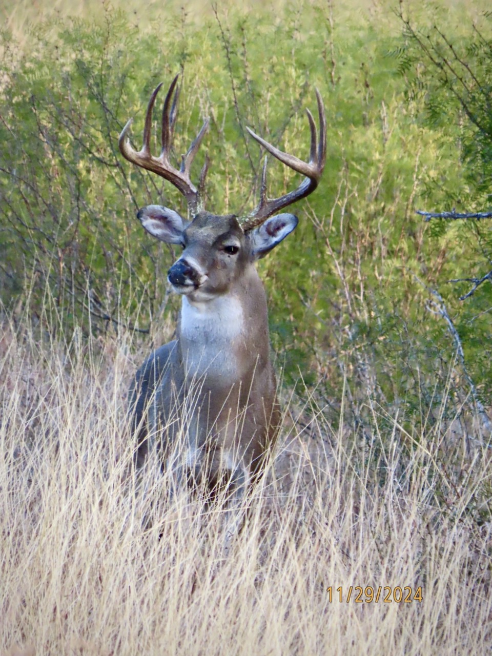 Lazy H Whitetail