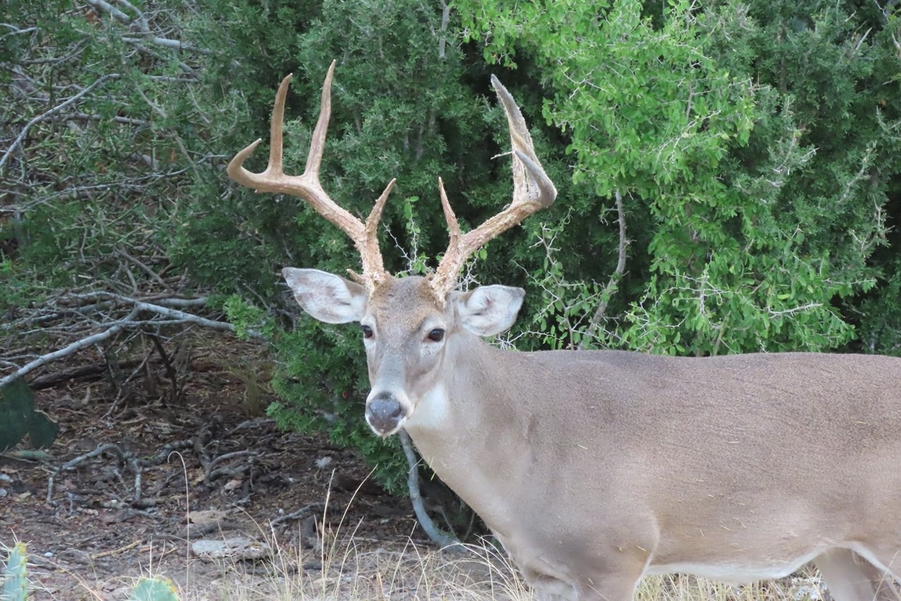 Lazy H Whitetail