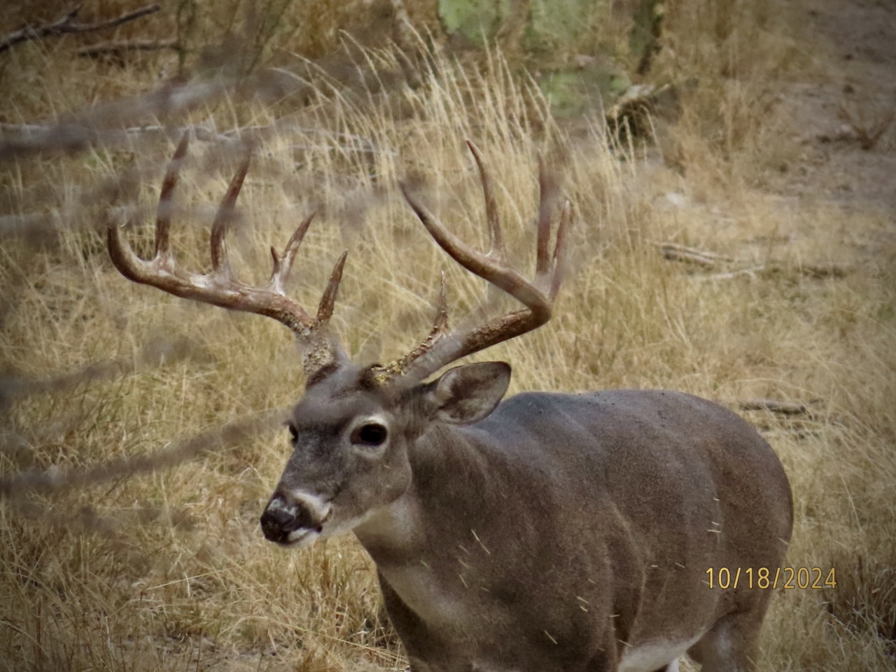 Lazy H Whitetail