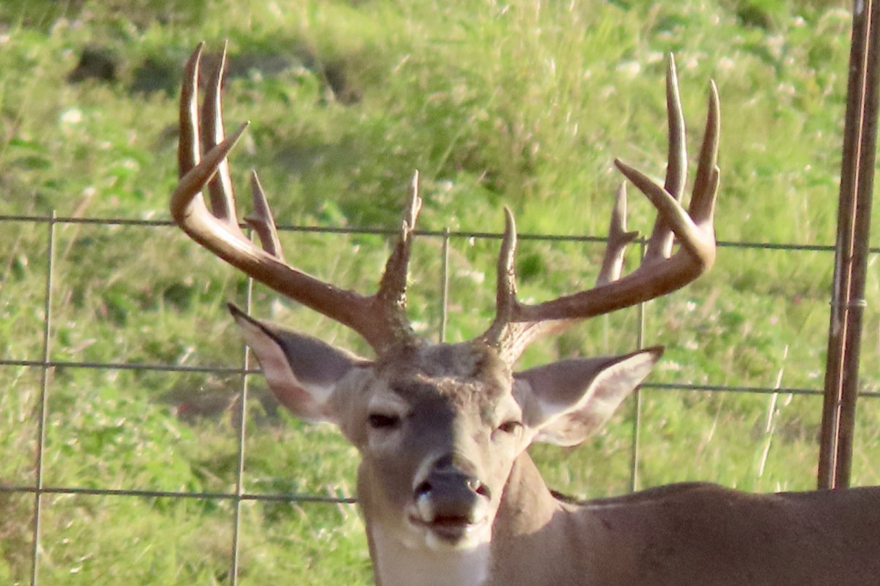 Lazy H Whitetail