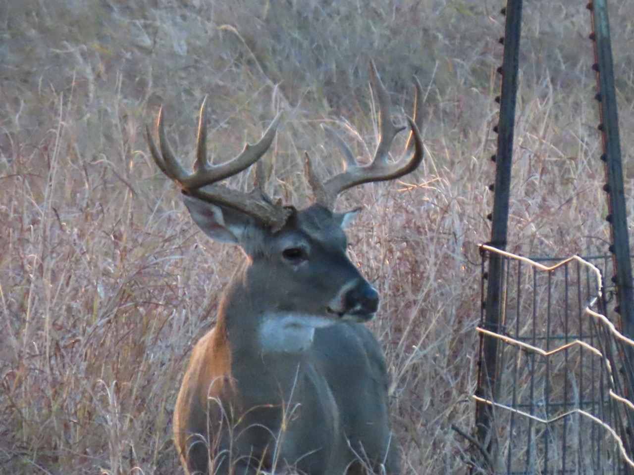 Lazy H Whitetail
