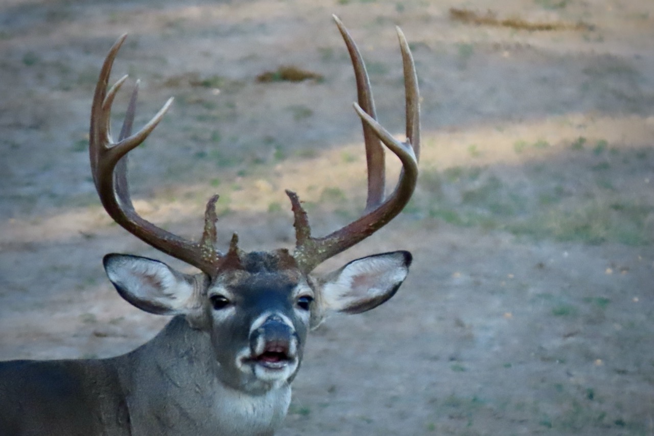 Lazy H Whitetail
