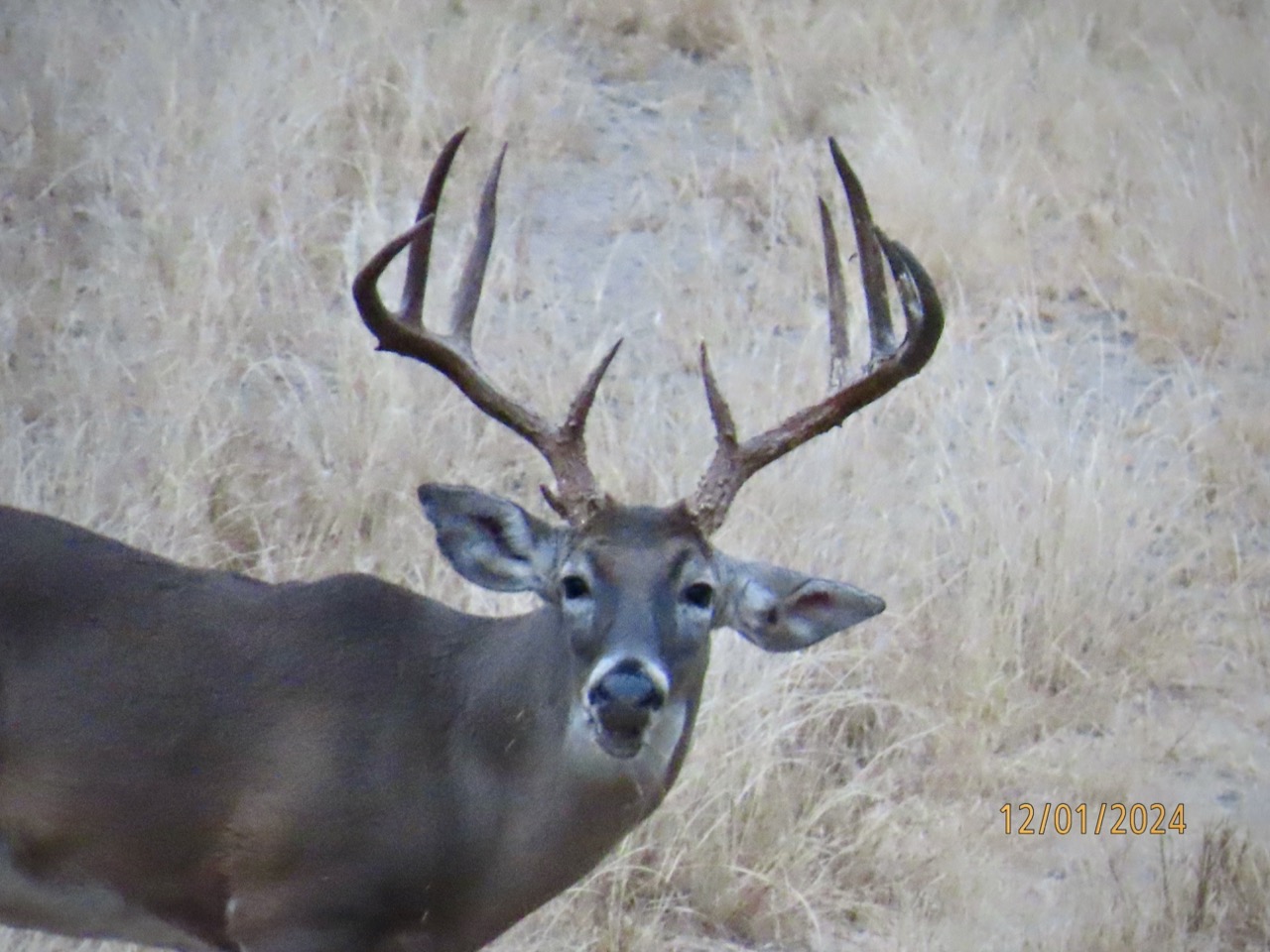Lazy H Whitetail