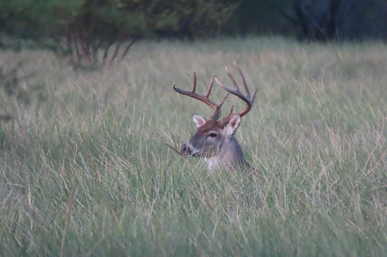 Lazy H Whitetail
