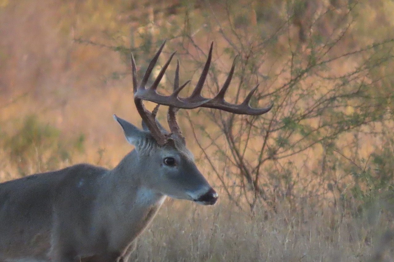 Lazy H Whitetail