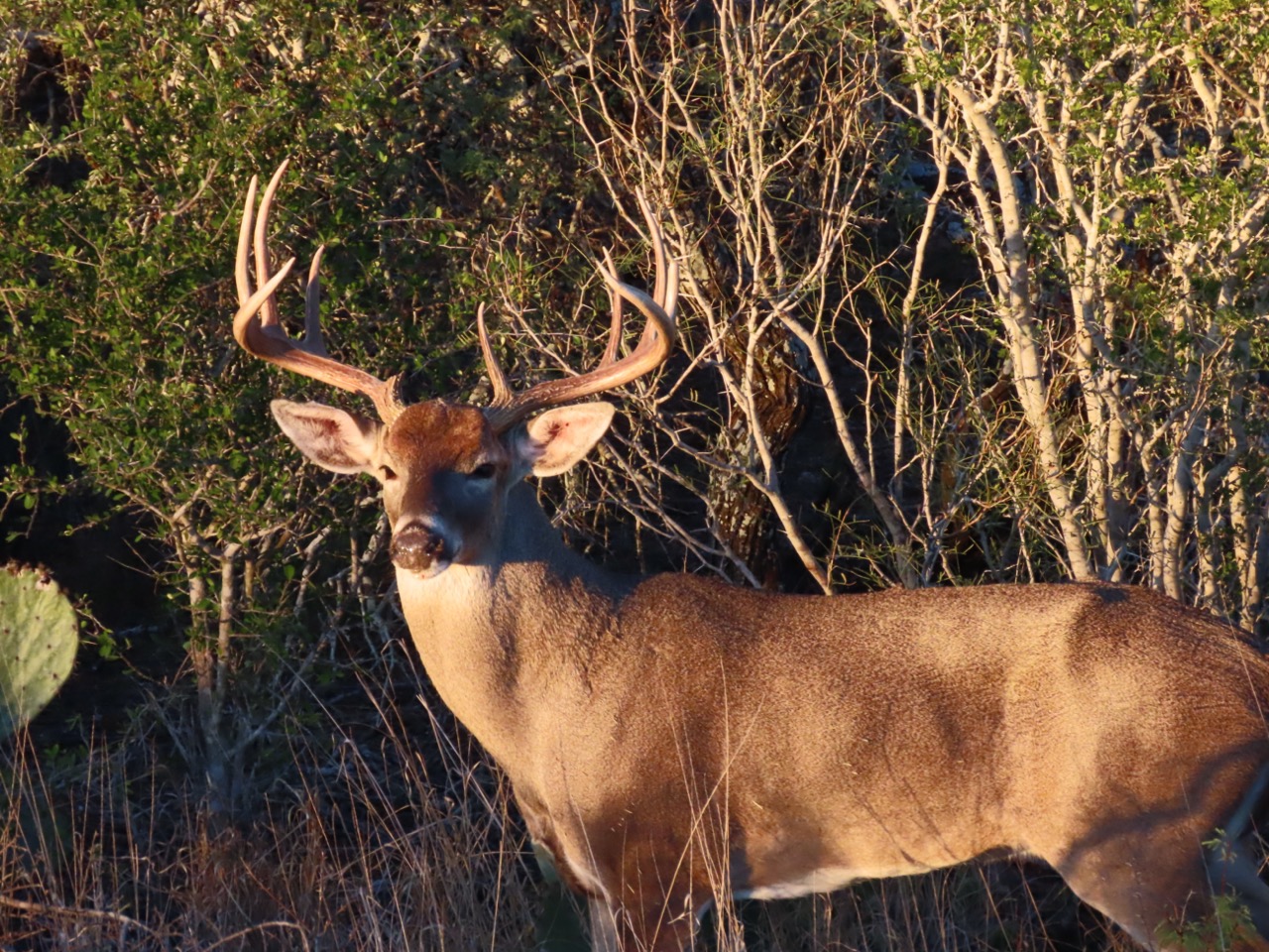 Lazy H Whitetail