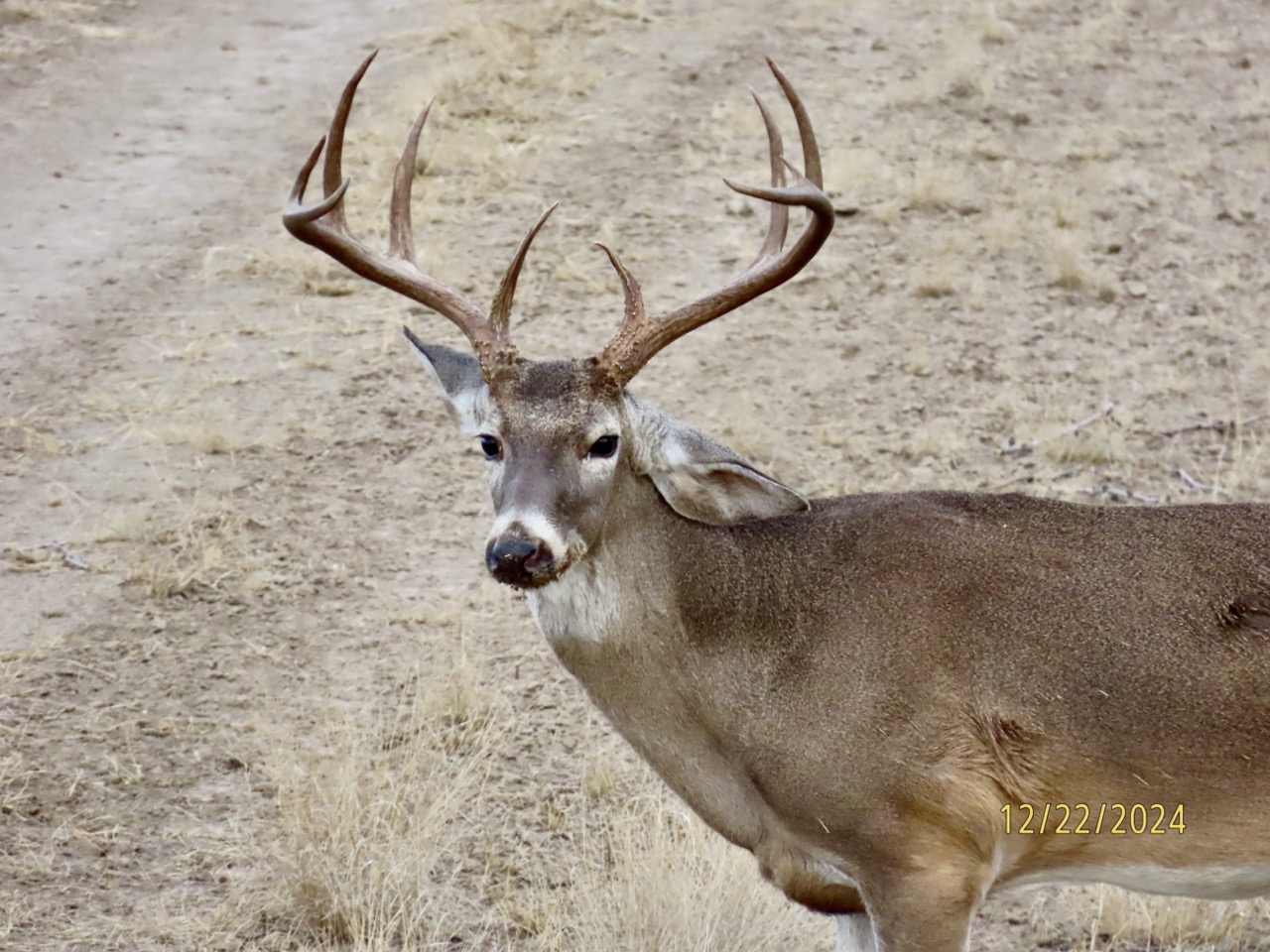 Lazy H Whitetail