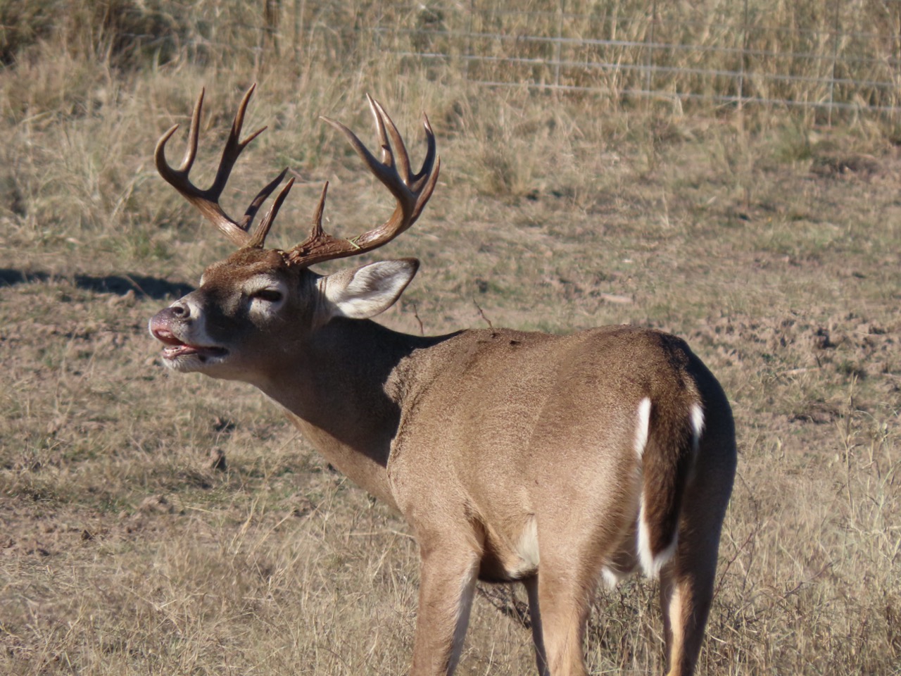 Lazy H Whitetail
