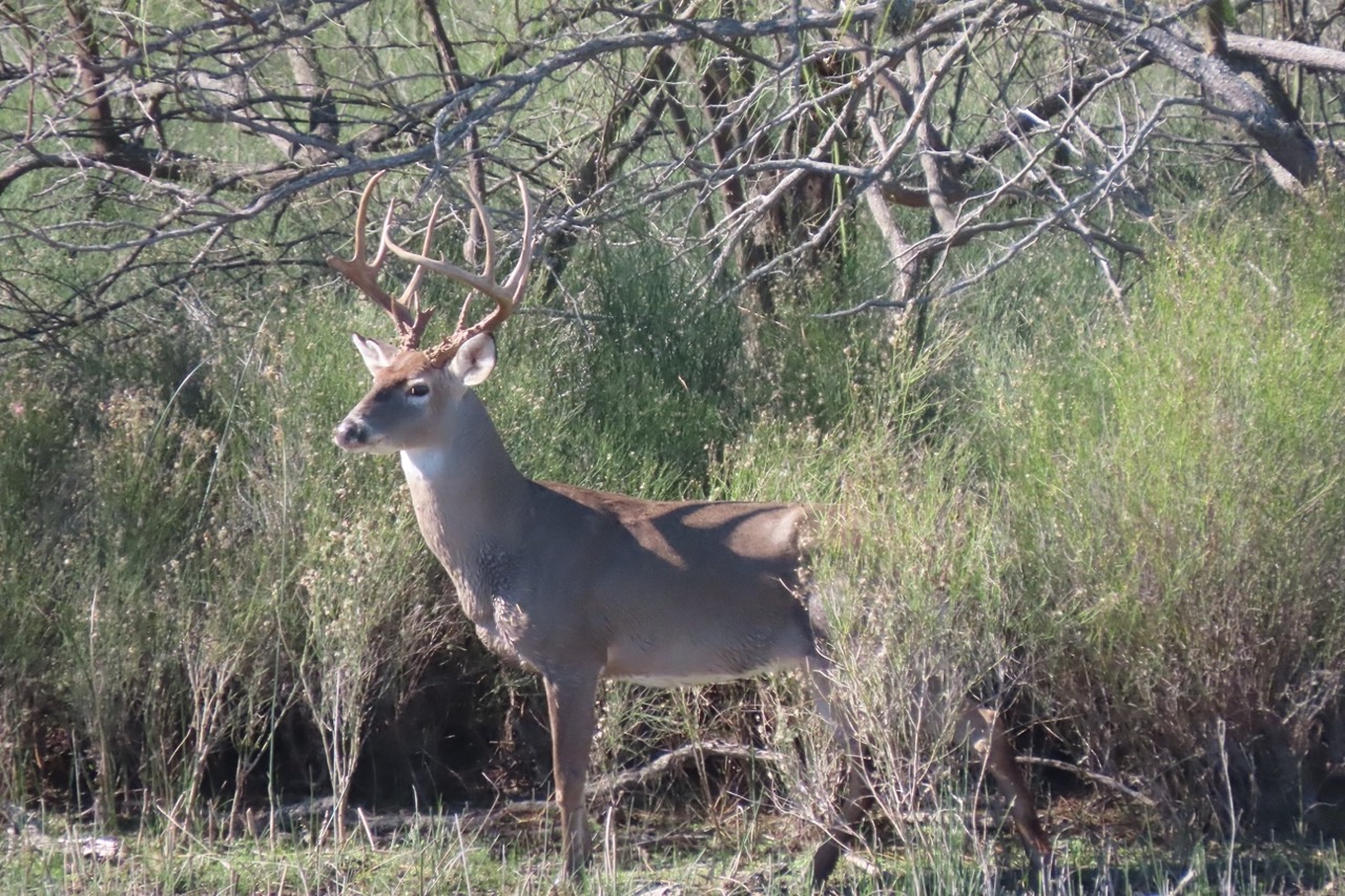Lazy H Whitetail