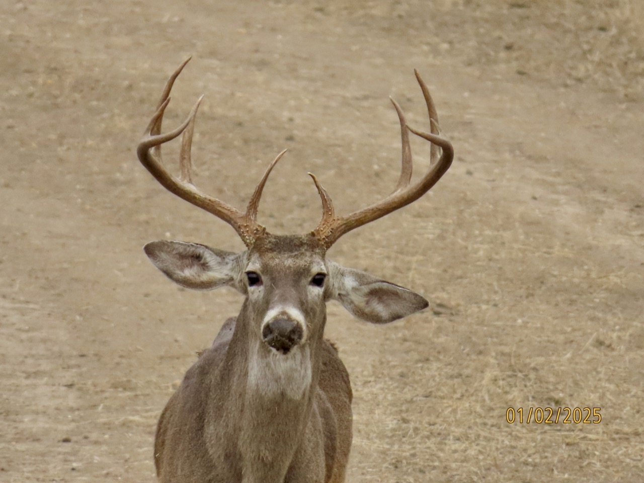 Lazy H Whitetail
