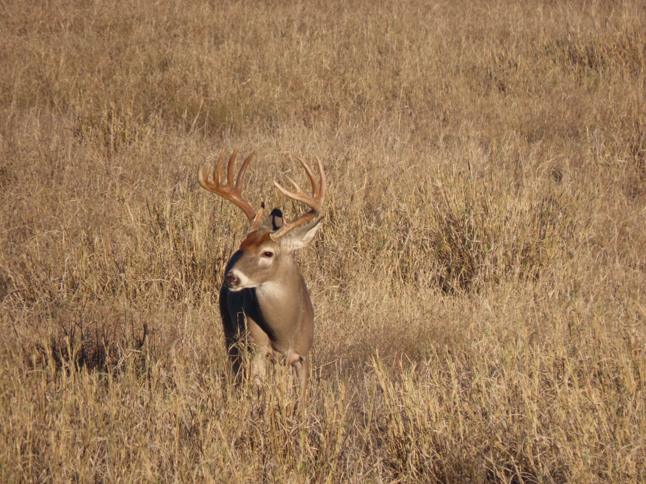 Lazy H Whitetail