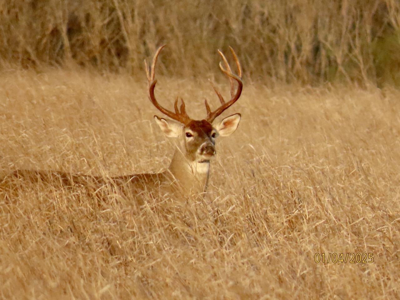 Lazy H Whitetail