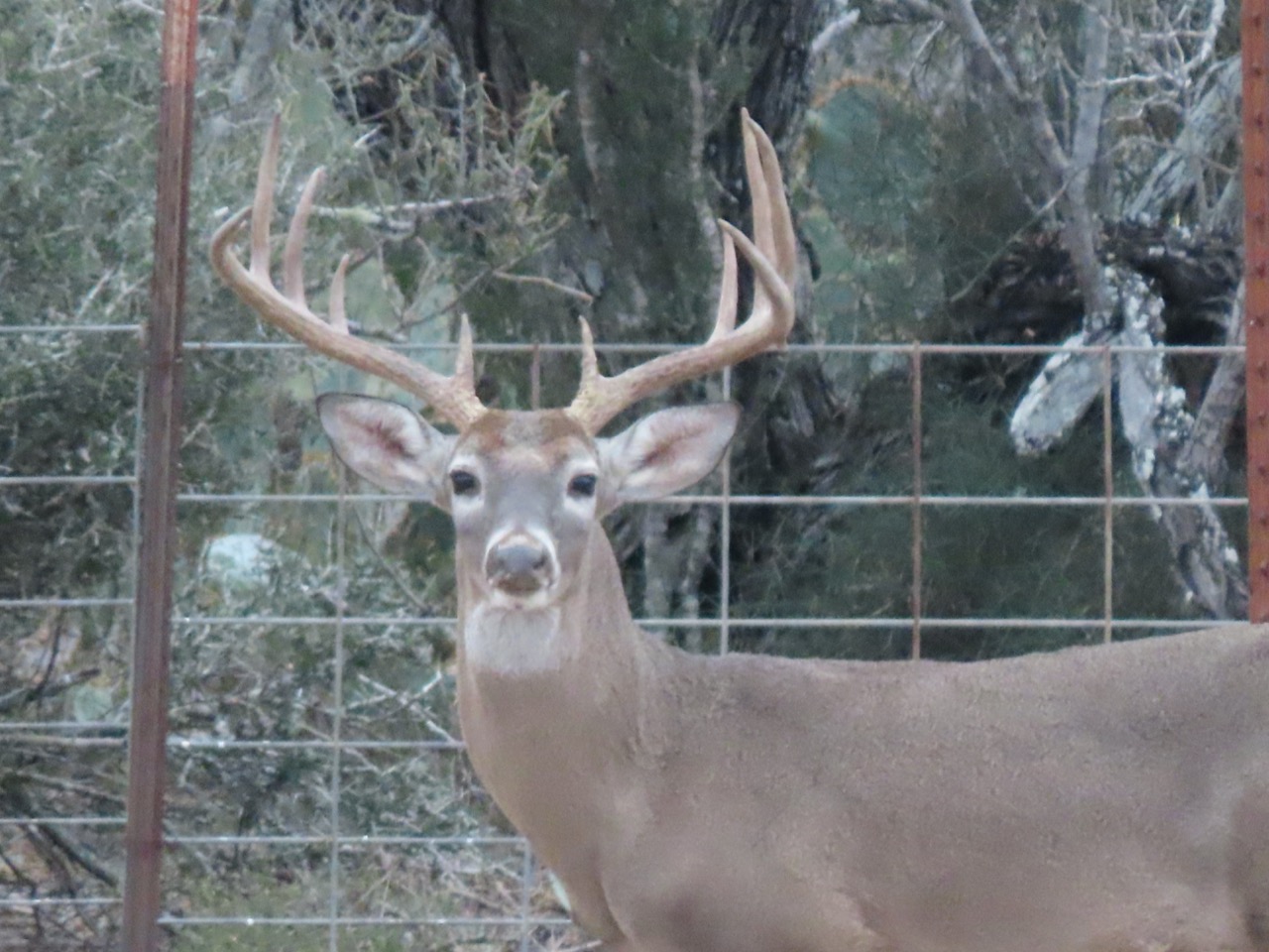 Lazy H Whitetail