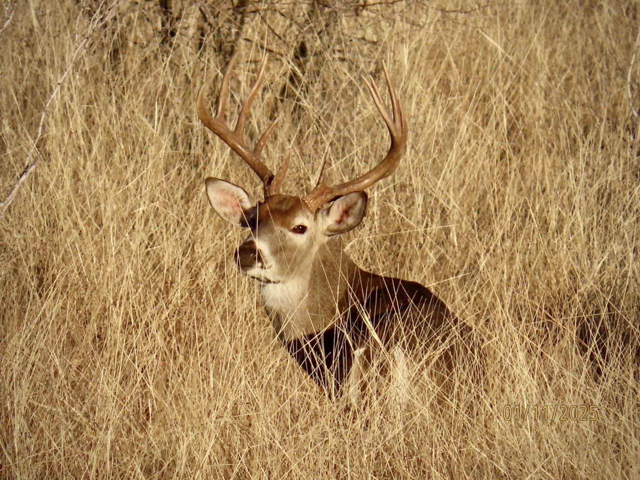 Lazy H Whitetail