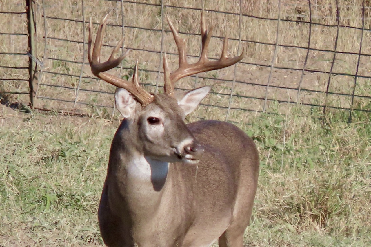 Lazy H Whitetail